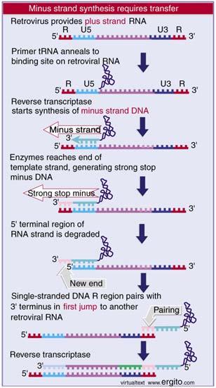 Reverse transcriptase switches templates, carrying nascent DNA to the new template, the first of two jumps between templates The R region at a 3 end bases pair with the newly synthesized DNA.