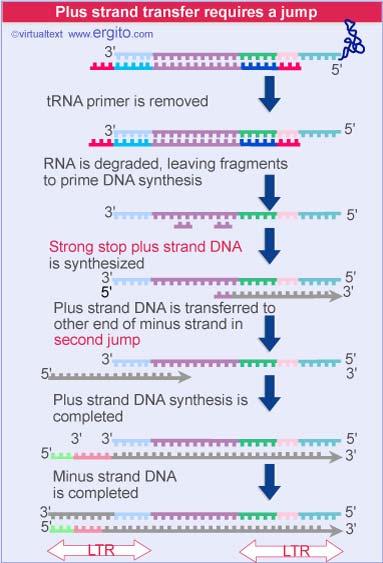 Reverse transcriptase synthesizes plus strand DNA from a fragment of RNA that is left after degrading original RNA A strong stop plus strand DNA is generated when the enzyme reaches the end of the