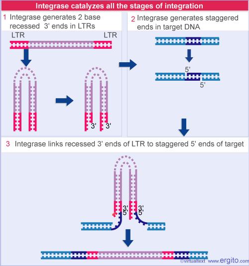 17.5 - Viral DNA integrates into the chromosome Proviral DNA in a chromosome is the same as a transposon, with the provirus flanked by short direct repeats of a sequence at the target