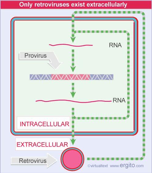 The reproductive cycles of retroviruses and retroposons involve alternation of reverse transcription from RNA to DNA with