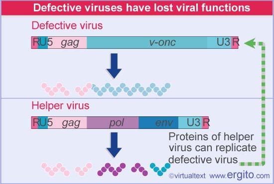 Part of the viral sequence has been replaced by v-onc gene, generates a Gag-v-Onc protein.