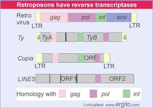 Retroposons that are closely related to retroviruses have a similar