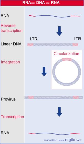 The retroviral life cycle proceeds by reverse transcribing the RNA genome into