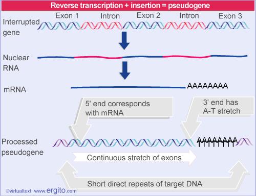 Pseudogenes could arise by reverse transcription of RNA
