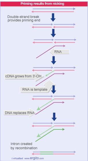 Retrotransposition of non-ltr elements occurs by nicking the target (endonuclease coded by the retroposon) The RNA product associates with the protein bound at the nick.