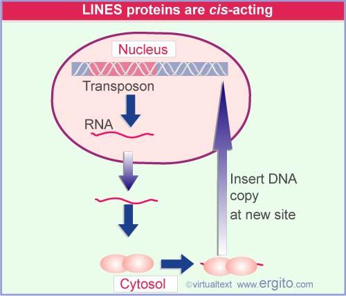 When a LINES mrna is translated, the protein products show a cis-preference for binding to mrna from which they were translated.