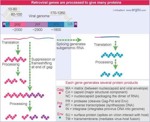 17.3-Retroviral genes codes for polyproteins