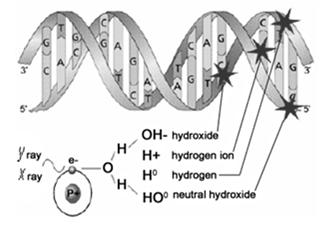 Direct effects DNA molecule Indirect effects Energy transferred to e - exceeds the binding energy of electron Electron is ejected from the atom. The result of ionization is an ion pair.