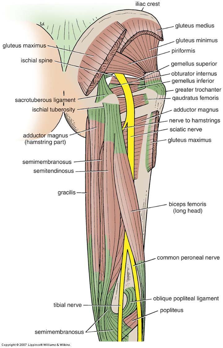 Sciatic Nerve: Relations Greater sciatic foramen Piriformis m. In the posterior thigh: Gluteus maximus m. Biceps femoris m.