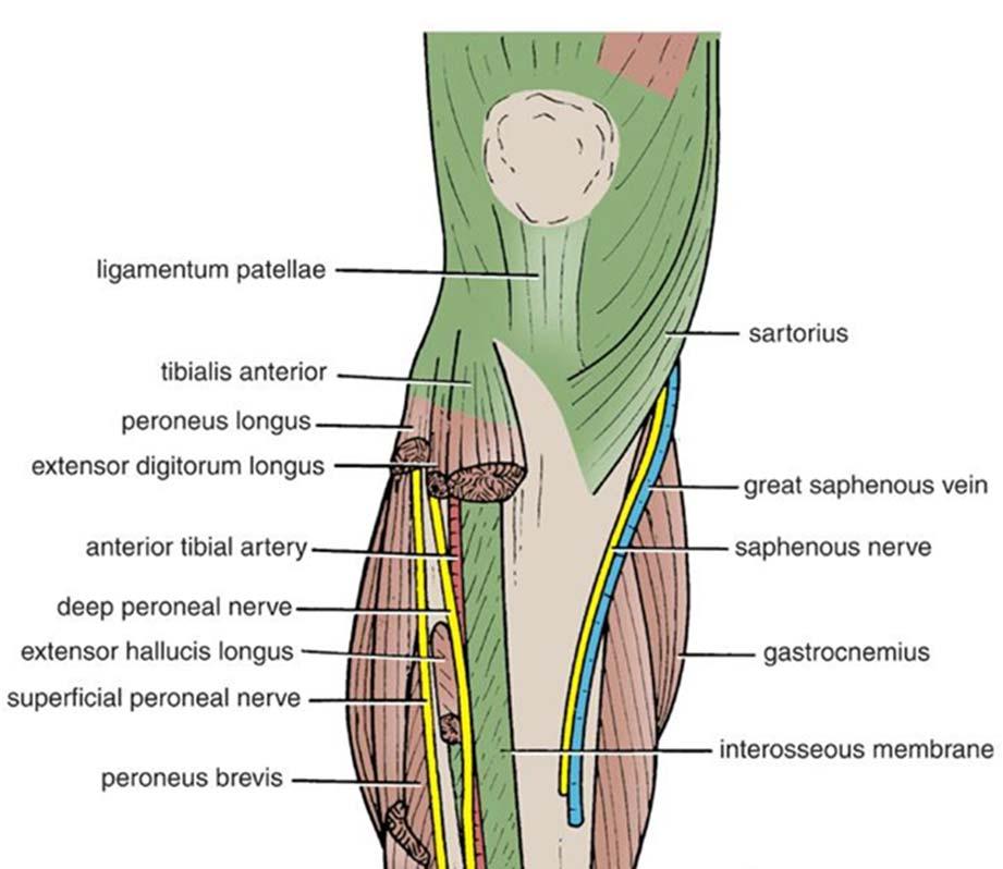 Superficial Peroneal Nerve: