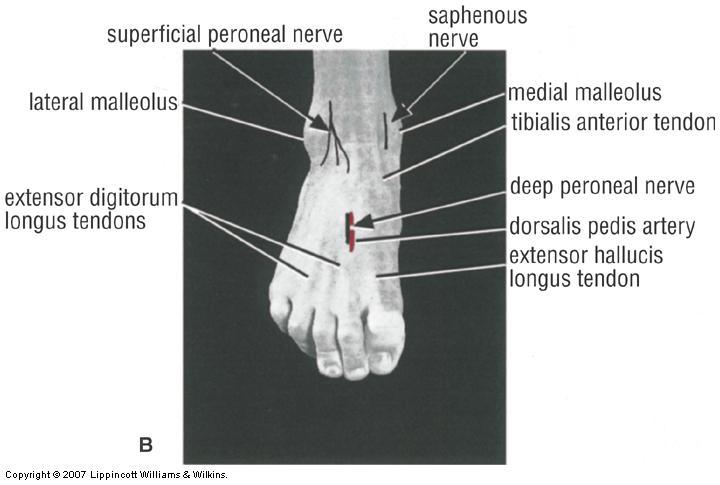 Deep Peroneal Nerve Block Area: are between the 1 st and 2 nd toes Lateral to the felt dorsalis bedis a.