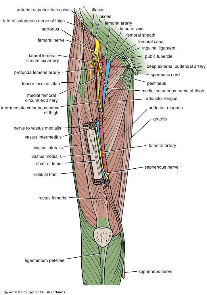 Femoral Nerve Largest branch of the