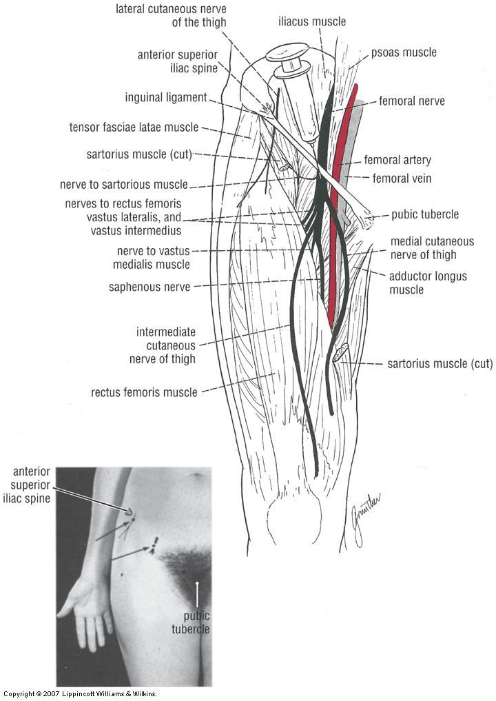 Femoral Nerve Block Area: medial side of the lower limb and anterior side of thigh