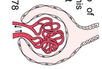 Glomerular Filtration Large Capillary tuft in glomerulus provides large surface area for filtration Filtration membrane is thin & porous allowing passage of smaller solutes Afferent arteriole
