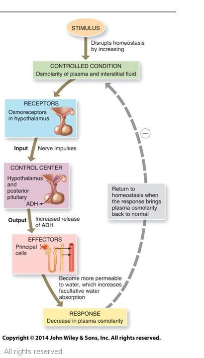 Anti Diuretic Hormone (Vasopressin) Osmoreceptors detect increase in osmotic