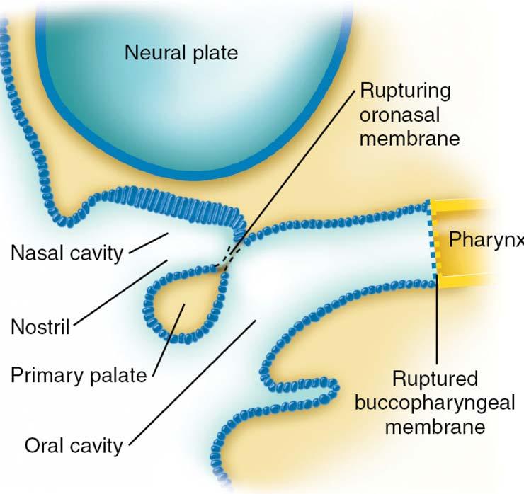 Development of the palate Nasal