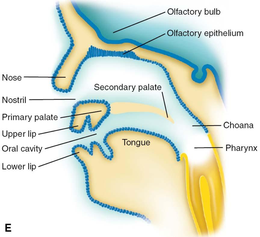 Development of the palate Secondary