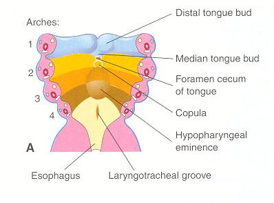 Development of the Tongue Tuberculum impar Three more