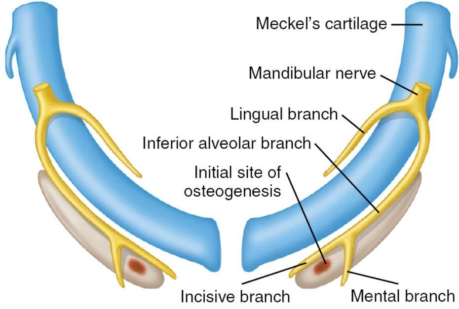 Development of the Mandible The mandible develops by