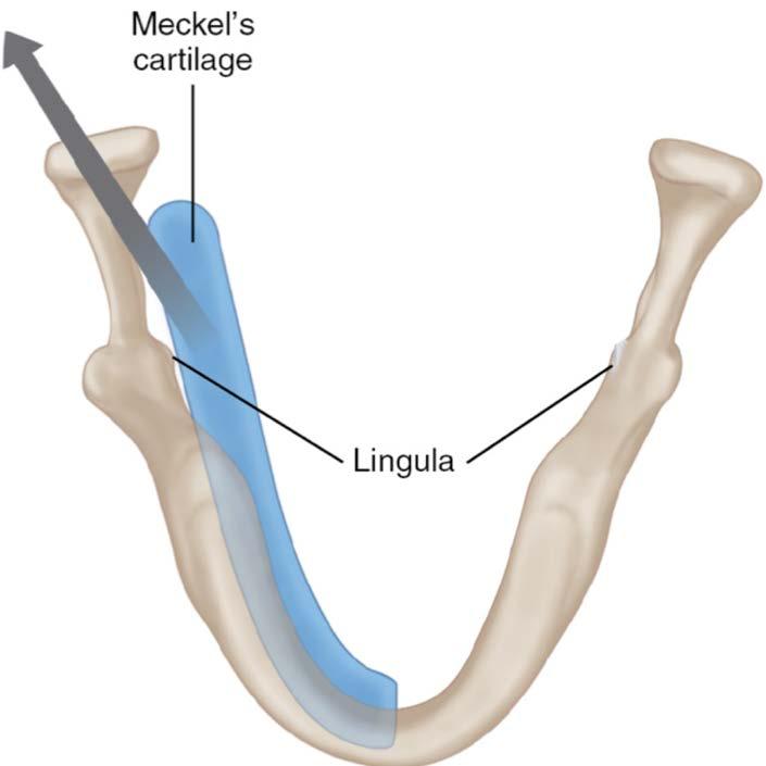 Development of the Mandible To form the ramus of the mandible, ossification moves away from Meckel s cartilage and spreads posteriorly.