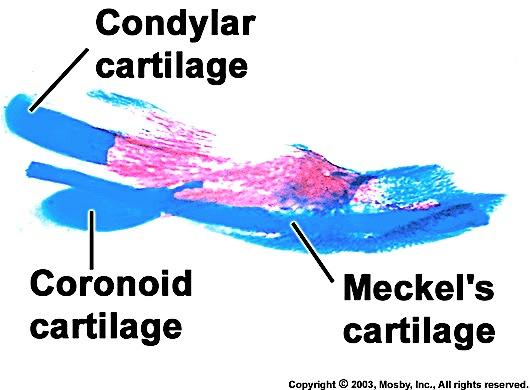 Three secondary (growth) cartilages of the mandible Condylar cartilage Appears in ramus at week 12; rapidly ossified. Little piece remains until late teens (for endochondral bone growth).