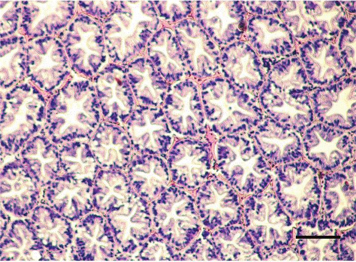 J. L. YANG ET AL. 45 Figure 1. Hepatopancreatic tissue of the adult M.
