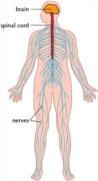 Autoimmune condition (body attacks itself) 1 in 100,000 Immune system attacks myelin sheaths of the nerves in the Peripheral Nervous System (PNS) These nerves are located