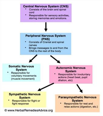 Review of the Peripheral Nervous System Which part of the nerve is being attacked?