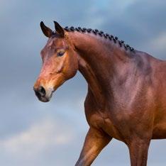 Omega essential fatty acids have been shown to improve the health and structural integrity of cell membranes, reduce inflammatory responses from cells, reduce the incidence of laminitis and stomach