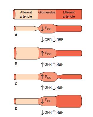 *Constriction of afferent arteriole *Decreases RBF and GFR without change in filtration fraction (FF) *Dilatation of the afferent arteriole * Increases both RBF and GFR without