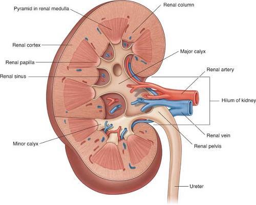 The minor calyces are about 5-12 per kidney.