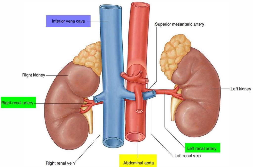 Arterial blood supply The renal arteries arise from the side of abdominal aorta, opposite the upper border of L2 vertebra.