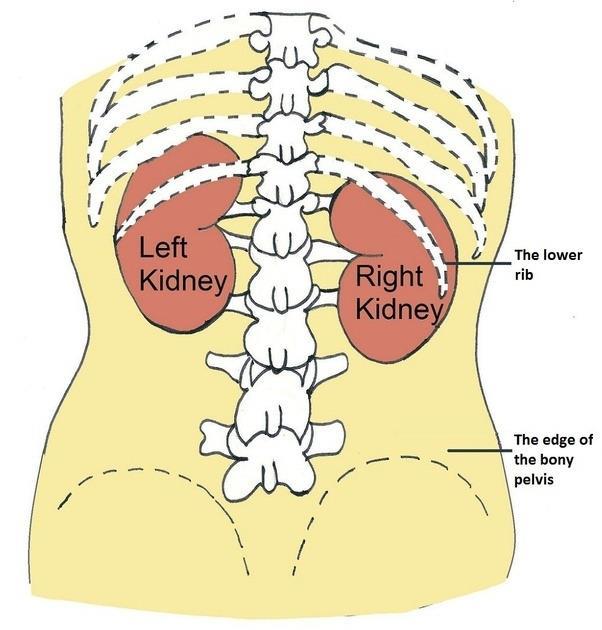Location: Kidneys The kidneys are retroperitoneal organs, on the posterior abdominal wall. They are located at paravertebral gutters opposite T12, L1, L2, L3 vertebrae. The right kidney is about 1.