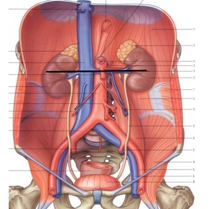 Relations of the abdominal part of ureter:- Posterior Relation (BOTH SIDES) 1.
