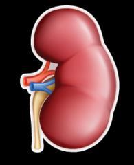General Features of the Kidneys: The kidneys has :- Two poles (upper and lower) The upper pole is nearer to the midline than the lower pole.