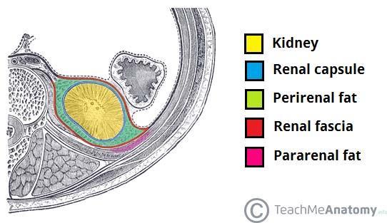 Coverings of the kidney :- From the cortex outwards 1- Fibrous capsule: surrounds the kidney all around 2- The perirenal fat: surrounds the kidney all around 3- Renal fascia: it is formed of 2 layers