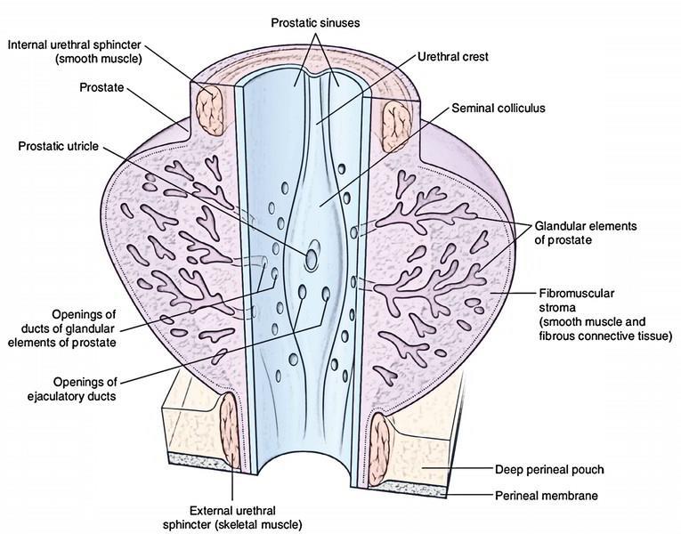 It has three openings ; the opening of the prostatic utricle in its middle, and the openings of the two ejaculatory