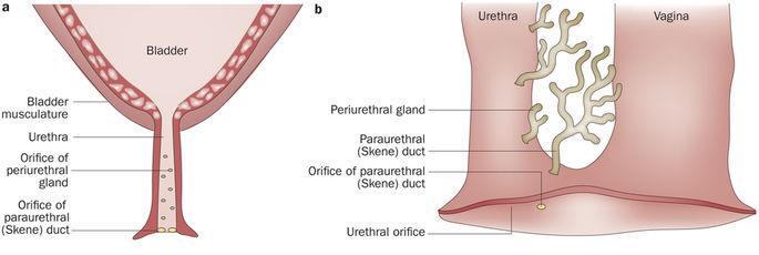 Female Urethra : length : 4 cm. Course. Relations: It begins at the internal urethral meatus at the neck of the bladder.