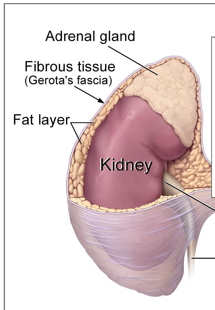 Pararenal fat Renal Blood vessels and ureters If the fat
