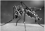 When infections go viral Zika Virus John Fangman, MD Associate Professor of Medicine (Infectious Diseases) Senior Medical Director of Ambulatory, Medical College