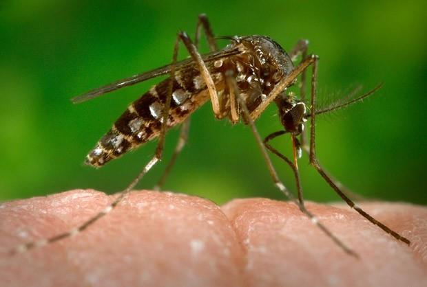 What is Zika virus (Zika)?