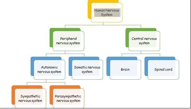 Before you start: Autonomic nervous system (ANS) is what we are interested to deal with in this sheet.