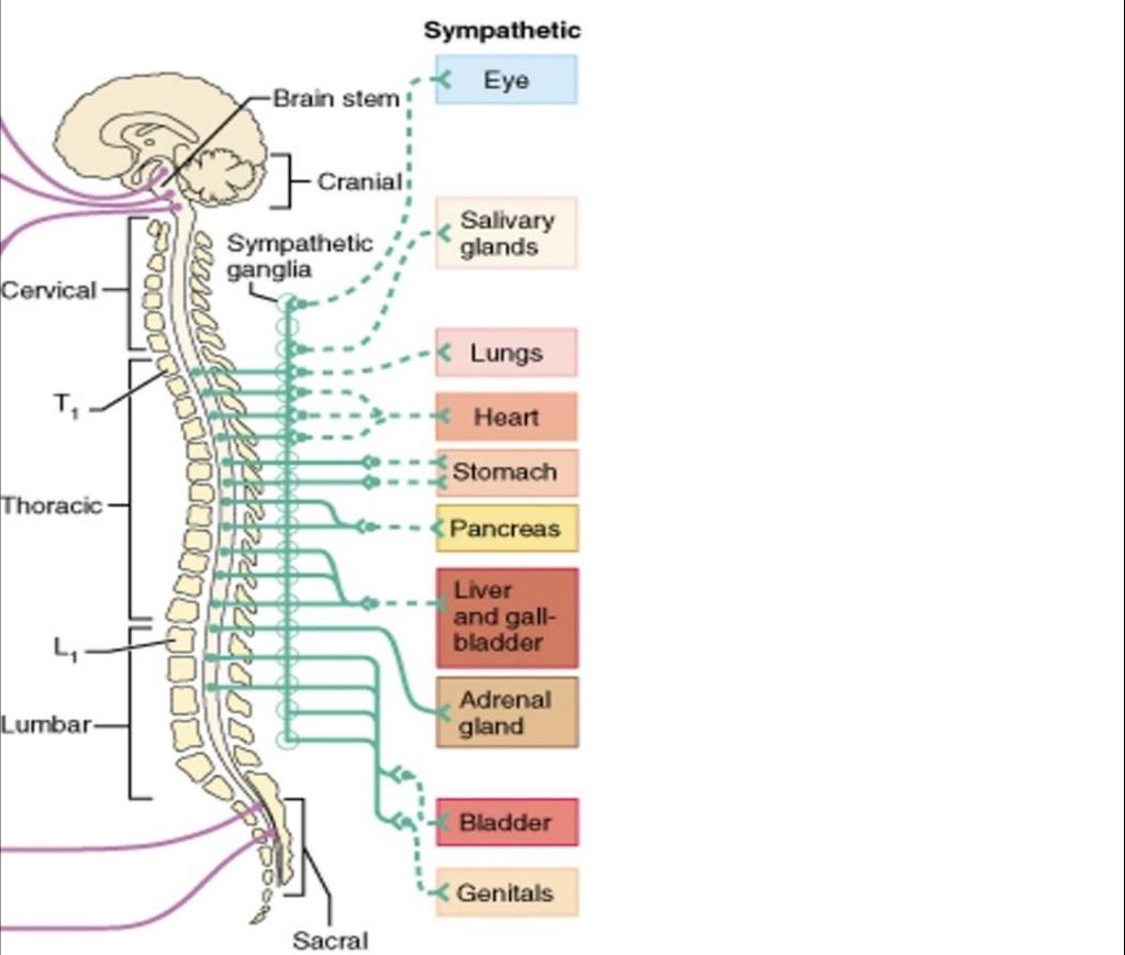 Sympathetic Autonomic Nervous system: Originates from 1 the thoracic part of the spinal cord 2 the lumbar part of the spinal cord ( thoracolumbar) SANS does the (fight or flight reactions) Imagine