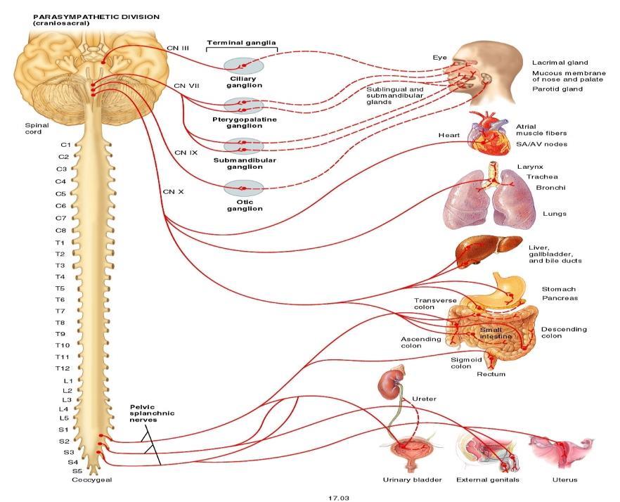 Originates from cranial nerves and the sacral part of the spinal cord, so it s named craniosacral.