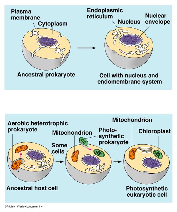 Mitochondria and chloroplasts Mitochondria and Chloroplasts Are not part of the endo system Have a double Have proteins made by free ribosomes Contain their own DNA?