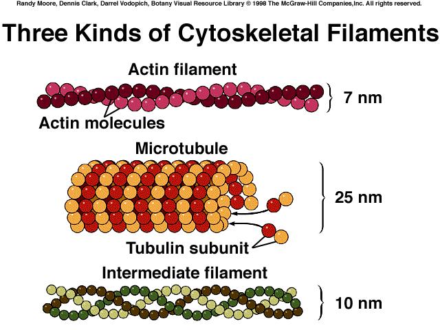 of the Cytoskeleton Three main types of fibers make up the cytoskeleton: