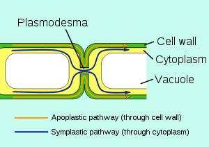 5 µm Plasmodesmata Plasma s Tight Junc=ons, Desmosomes, and Gap Junc=ons =ght