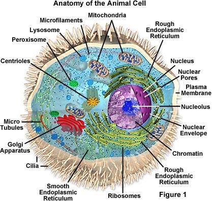 and animals Prokaryo=c and Eukaryo=c Cells Basic features