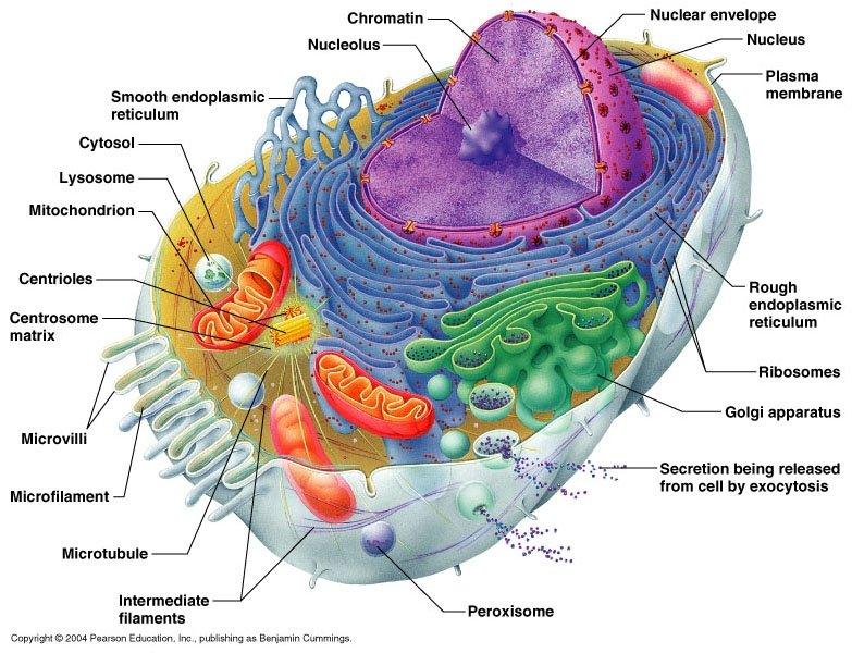 Eukaryo=c cells characterized by having: nucleus encloses DNA bounded by a double membranous envelope Many membranous