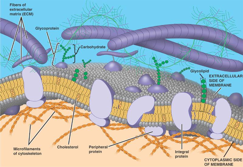 permeable allows sufficient passage of oxygen, nutrients, and waste to service the volume of every cell Phospholipid bilayer